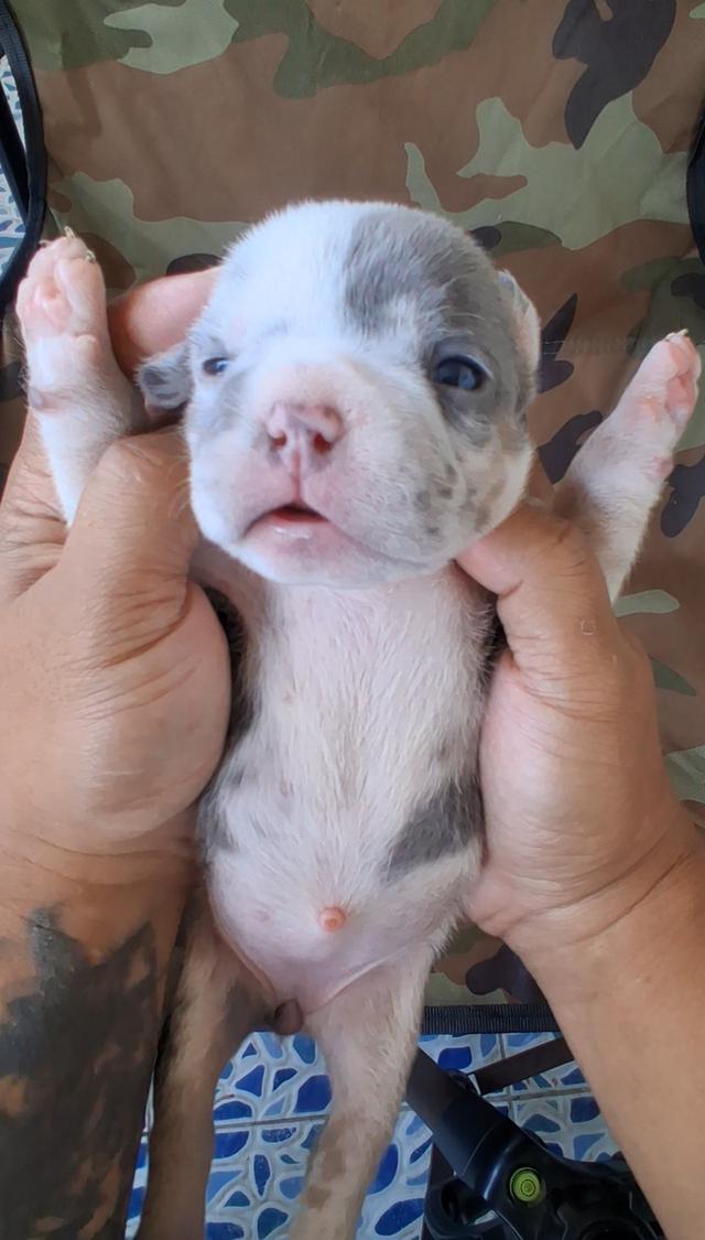 ลูกอเมริกันบูลลี่ micro exotic รูปที่ 7