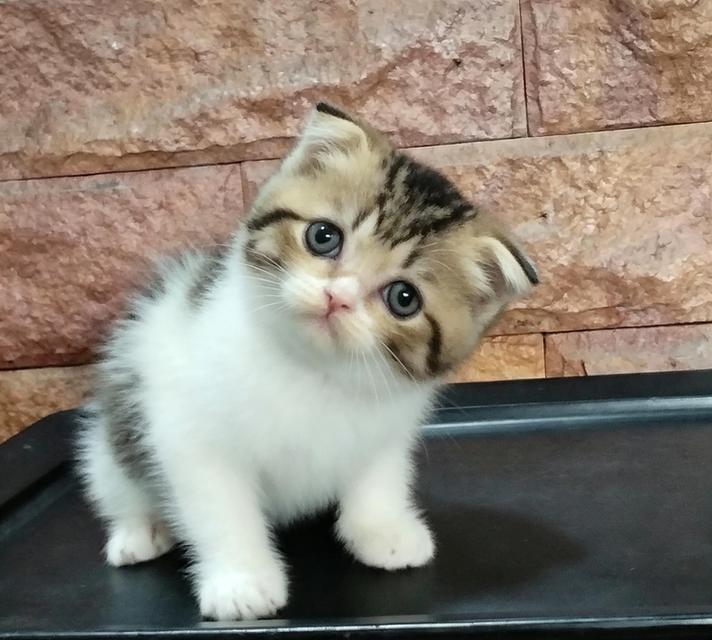 scottish fold ลพบุรี บ้านแมวลพบุรี รูปที่ 6
