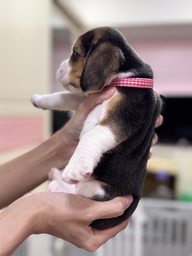บีเกิ้ล (Beagle) 💯 7