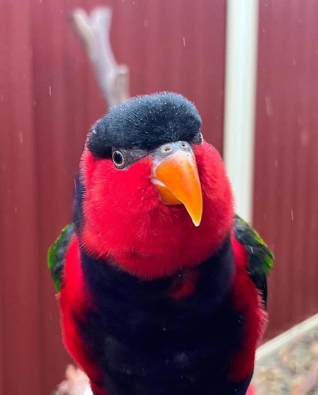 Black Cap Lory Parrots ( Talking ) รูปที่ 2