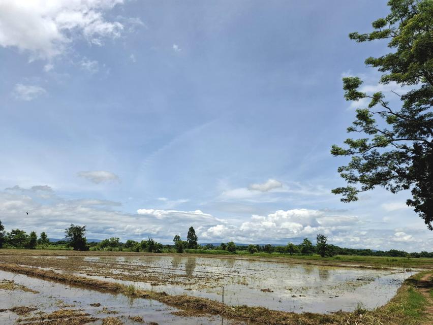 ขายที่นาแปลงใหญ่ 13ไร่ 2งาน 10ตารางวา 2