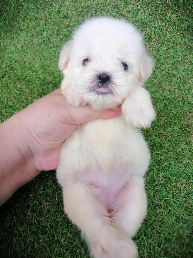 ดญ.กะทิ 3500
