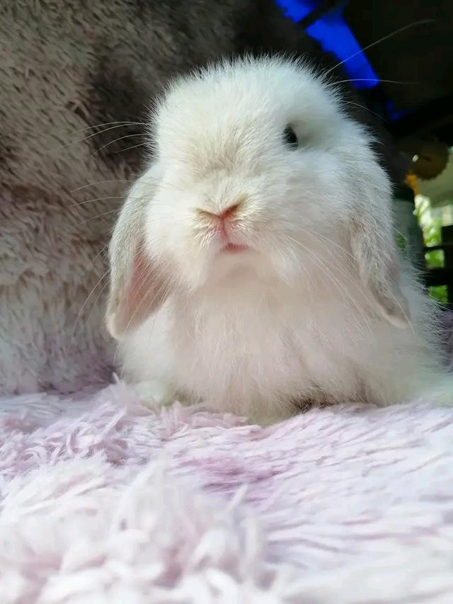 น้องกระต่าย มินิลอปสีขาวน่ารัก