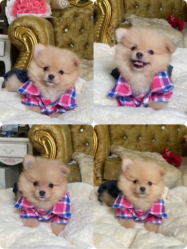 ลูกปอมเมอเนเนียนแท้ ขี้เล่น น่ารัก กำซนๆ ยิ้มเก่ง ติดคน ราคสเบาๆ รูปที่ 11