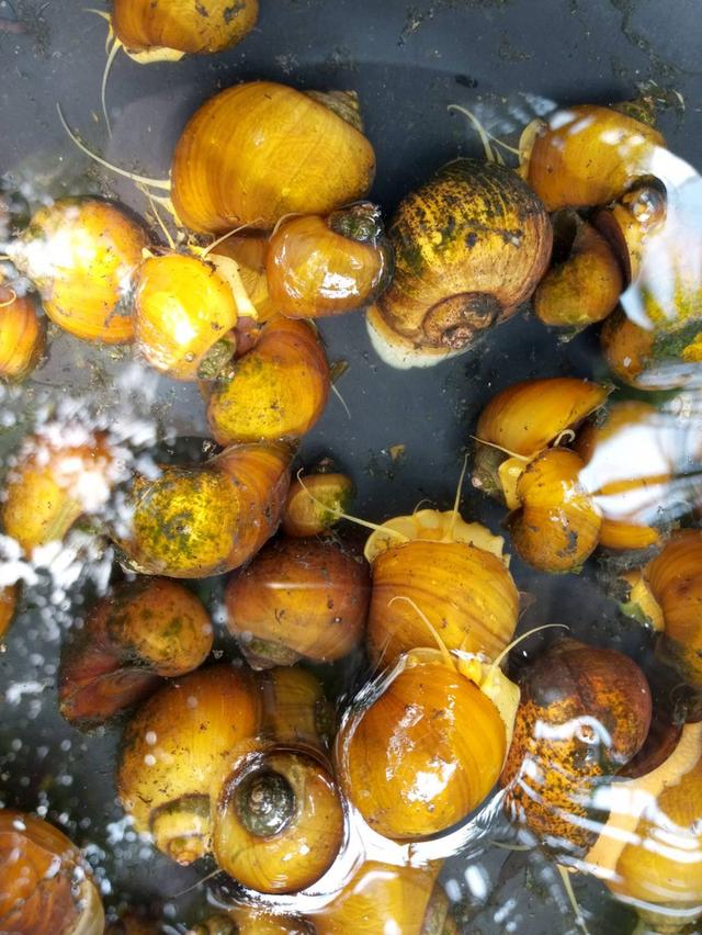 แม่พันุ์ หอยเชอรี่สีทอง รูปที่ 5