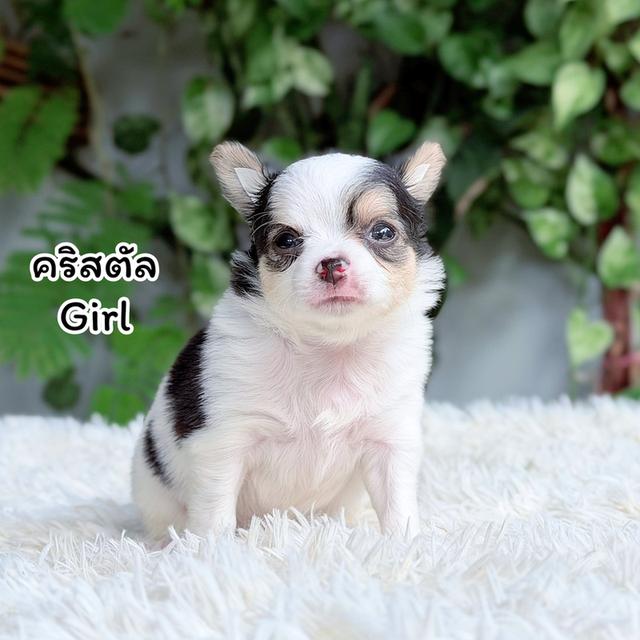 ชิวาวาขนยาวพันธุ์แท้ไซส์เล็ก รูปที่ 4