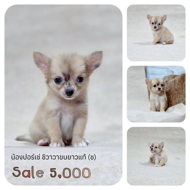 ชิวาวาแท้ ขนสั้น ขนยาว พร้อมย้ายบ้าน