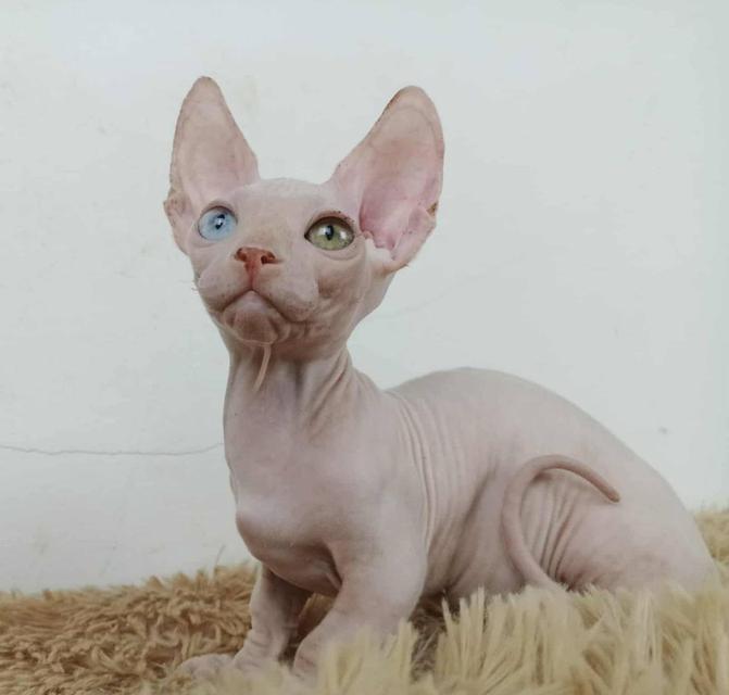 34.แมวแบมบิโน่/เพศผู้ Bambino Cat/Male  ตาสองสี/Odd-eyed