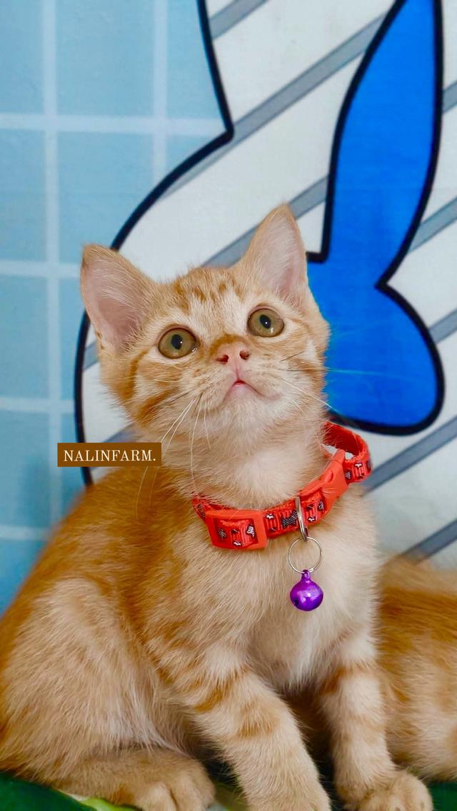 เปอร์เซียน้องผสมแบ่งเลี้ยง รูปย่อยที่ 3