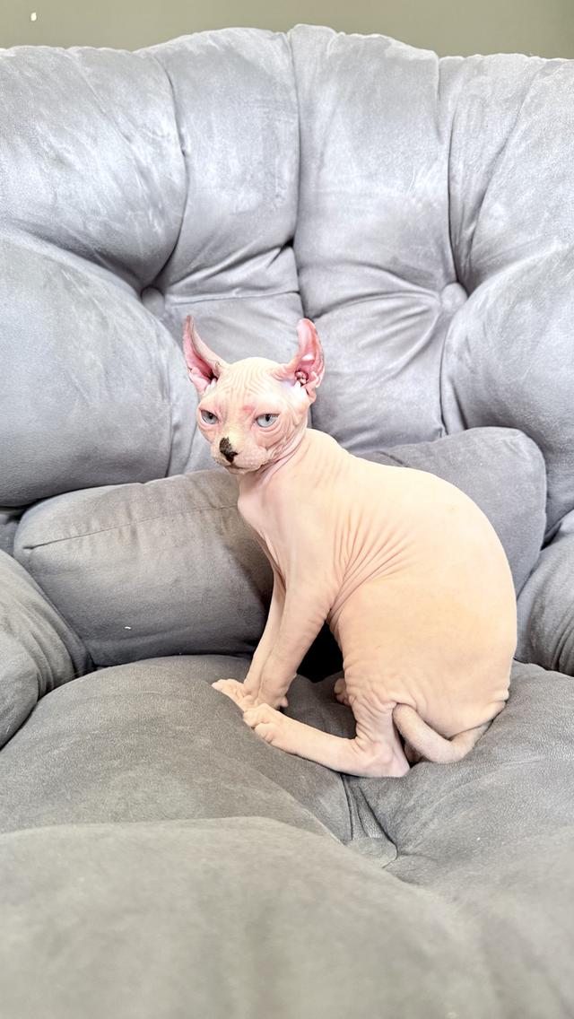 ลูกแมว สฟิงซ์ เพศเมีย Sphynx cat รูปที่ 9