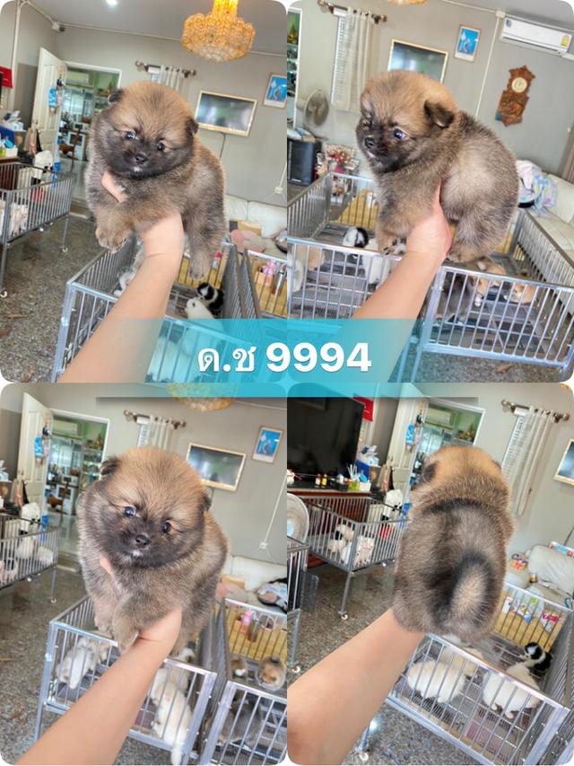 ลูกปอมปอมแท้ มีบริการจัดส่ง แถมอาหารพร้อมเลี้ยง