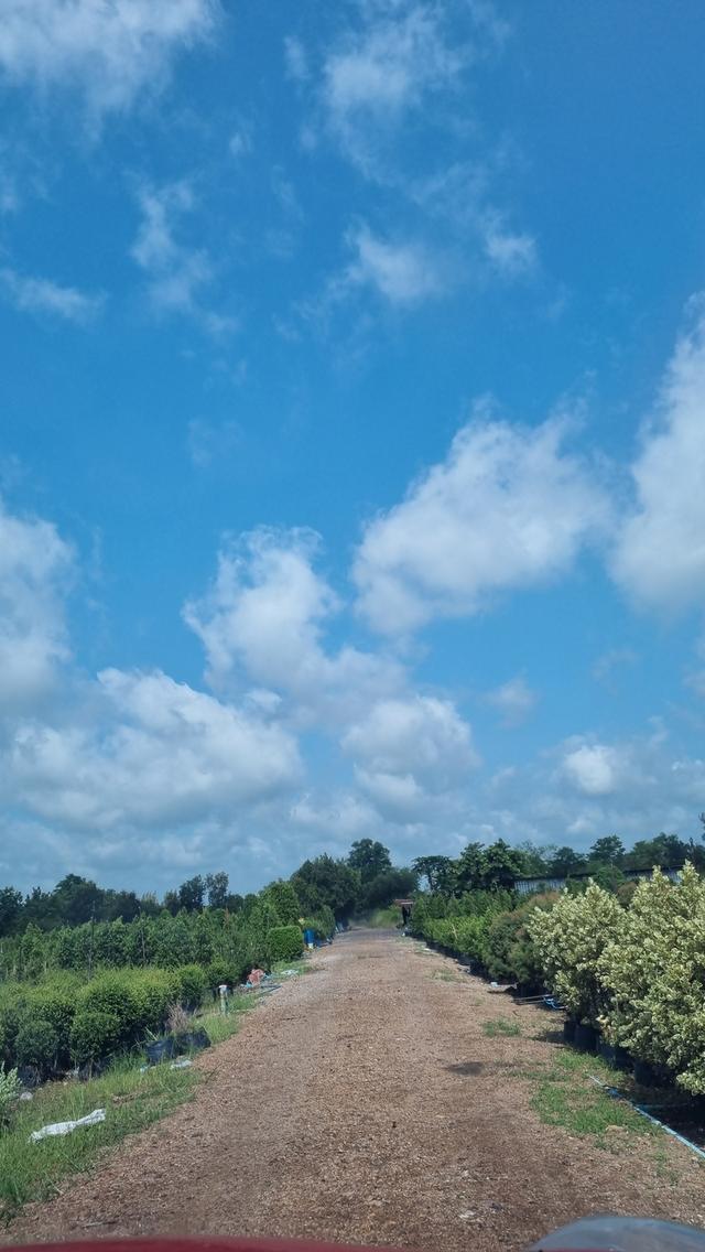 ขายที่ดิน เปล่าเนื้อที่20ไร่ อยู่ที่คลอง15 ต.คลองใหญ่ อ.องครักษ์ จ.นครนายก 3