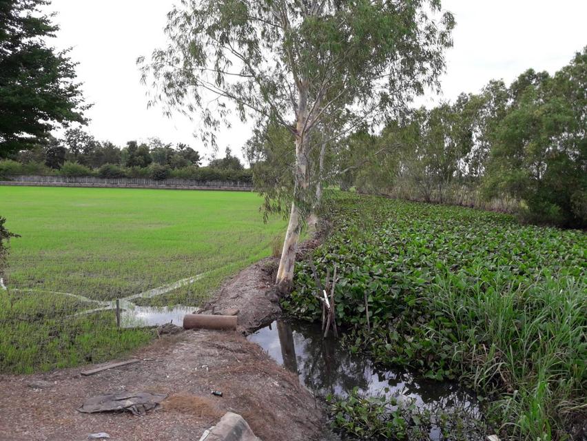 ขายที่ดินสำหรับปลูกบ้านที่ตำบลบ้านแป้งใกล้พระราชวังบางปะอินจังหวัดพระนครศรีอยุธยา 4