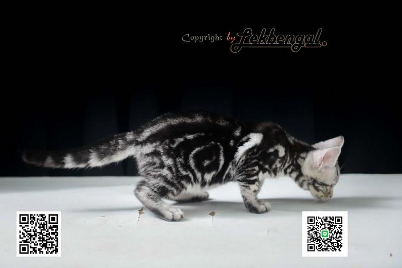 ลูกแมวอเมริกันชอตแฮร์สวยมากๆ สีซิลเวอร์ลายมาเบิ้ลดำเข้ม พันธุ์แท้ เพศเมีย รูปที่ 3