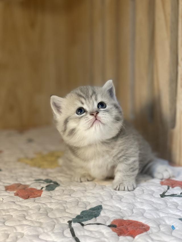 แมวมันช์กิ้นขาสั้น