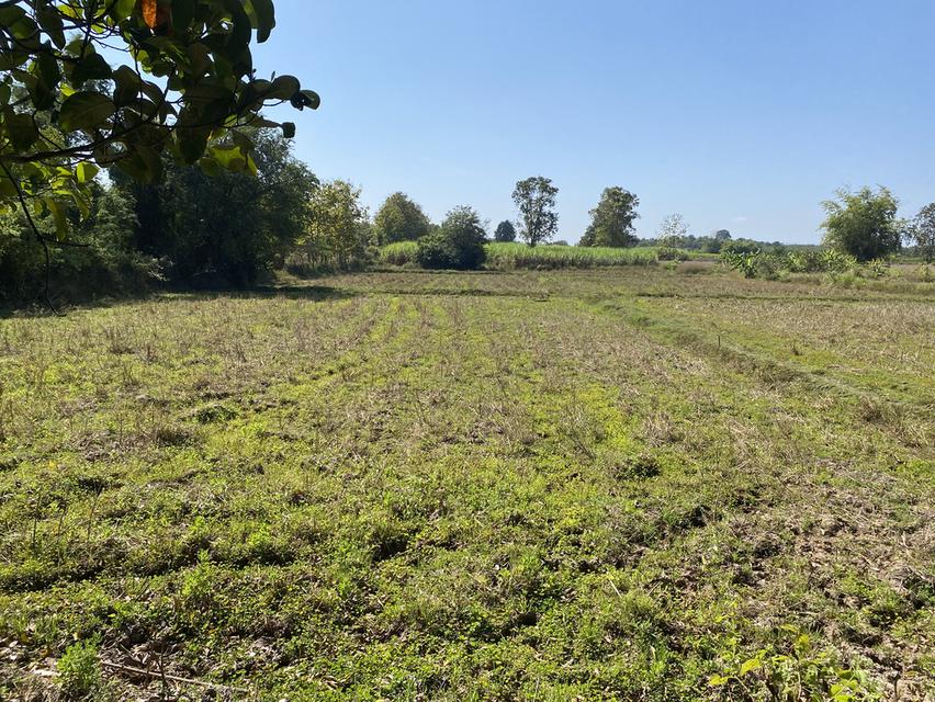 ที่ดินในเขตหมู่บ้าน ไฟฟ้าปะปาเข้าถึง 3