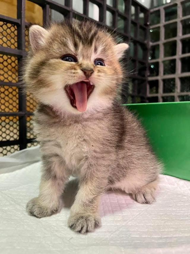แมวลูกครึ่งบริติช