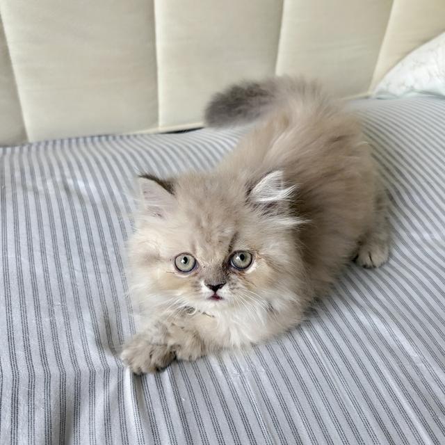 เปอร์เซีย บลูพอยท์