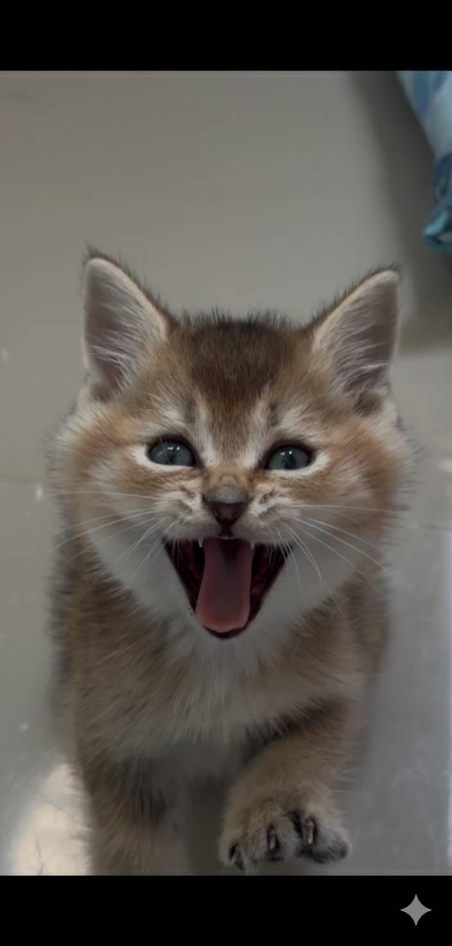 แมว British shorthair  3