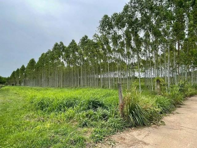 ขายที่ดินสวยเกาะจันทร์ ที่ดิน 1 ไร่ ทำเลดี อยู่ในแหล่งชุมชน เหมาะแก่การพักอาศัย