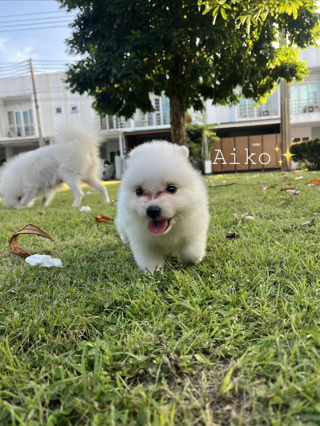 Japanese Spitz (สุนัขพันธุ์สปิตซ์ญี่ปุ่น) 20