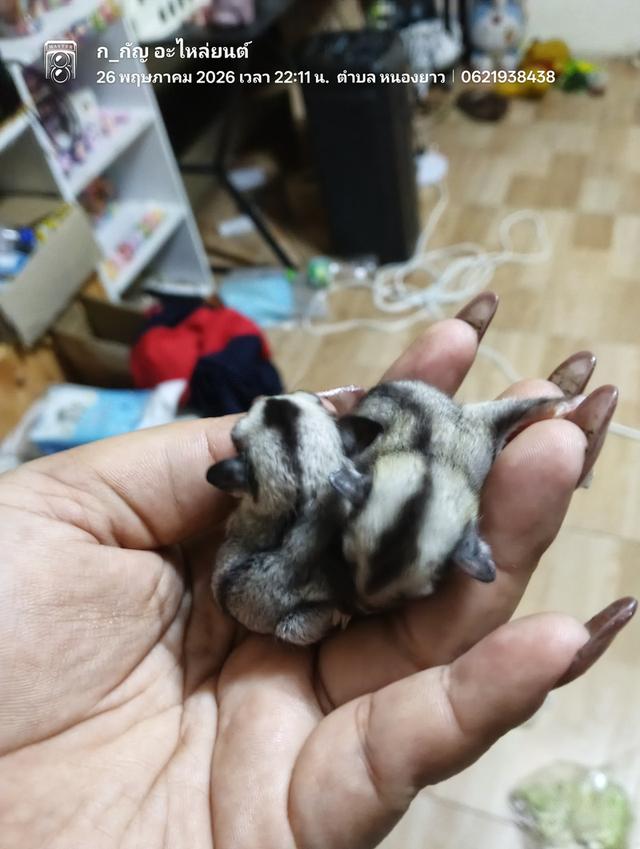 เบบี้ชูก้าร์ไกรเดอร์