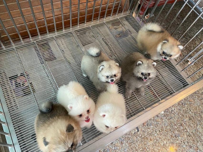 ลูกปอมปอมแท้ อายุ2เดือน อ้วนกลมหมี พร้อมส่ง 4