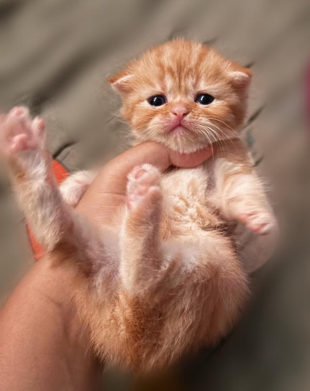 เปิดจองแมวสก็อตติชแท้