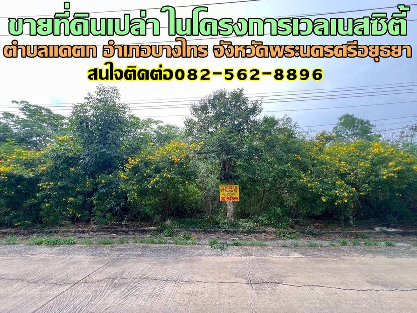 ขายที่ดินเปล่า ในโครงการเวลเนสซิตี้ บางไทร พระนครศรีอยุธยา