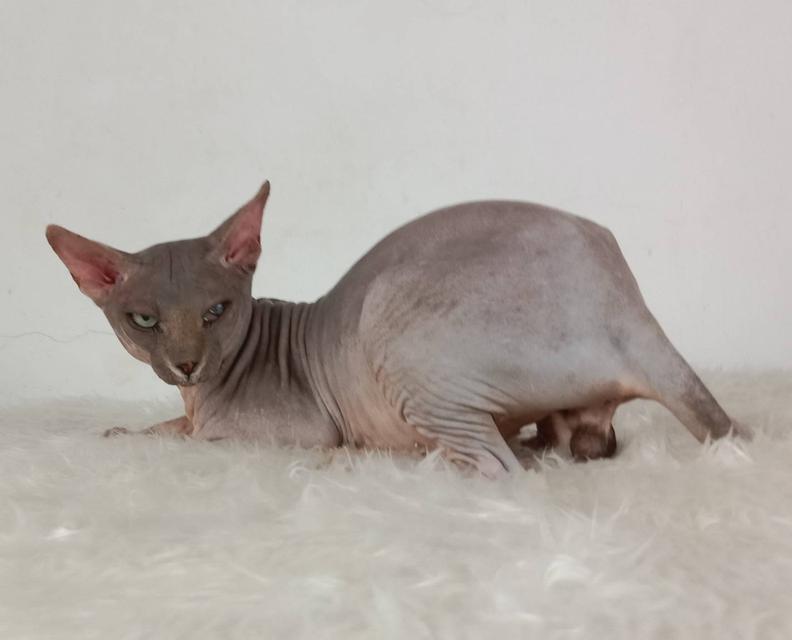 22.แมวสฟิงซ์/เพศผู้ หาบ้าน Sphynx Cat/Male looking for a new home 3