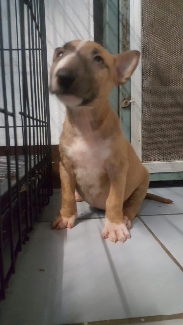 ลูกสุนัข Bull Terrier หาผู้ปกครอง 5