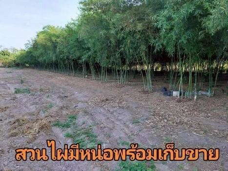 ที่ดินราคาถูก บ้านบึง ไร่ละ 1.55 ล้าน เนื้อที่ 17- 3- 61 ไร่ วาละ 7,161 บาท บ้านบึง ศรีราชา ชลบุรี 10
