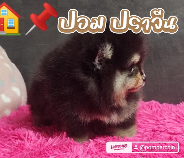 สุนัขพันธุ์ปอมเมอเรเนียน 7
