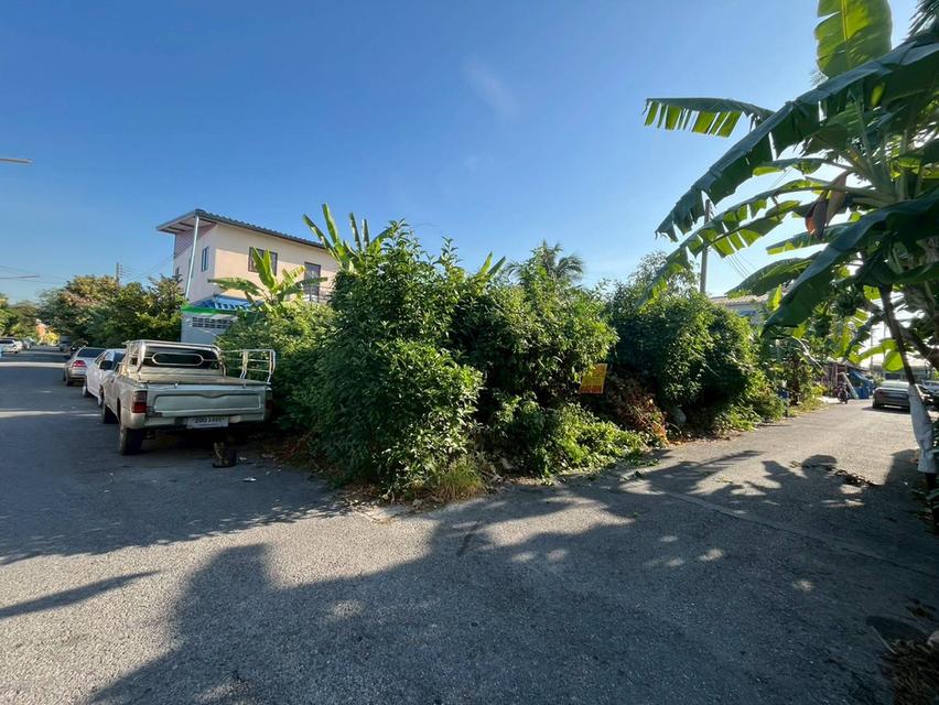 ขายที่ดินเปล่า ชุมชนเคหะวัดไพร่ฟ้า ถนนราชพฤกษ์ 3