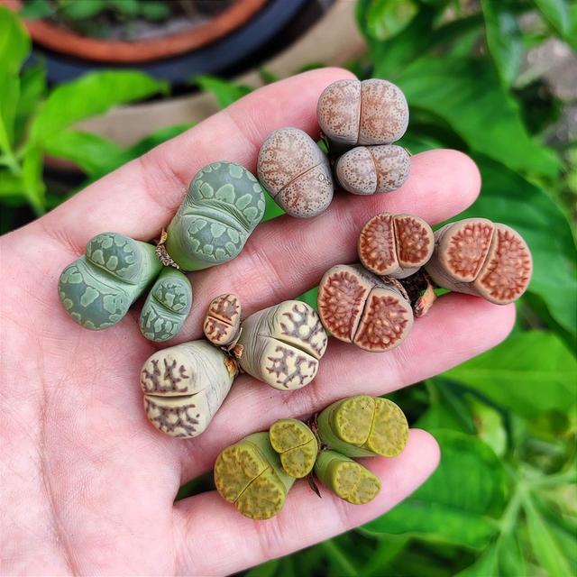 ขายกุหลาบหิน Lithops คละแบบ