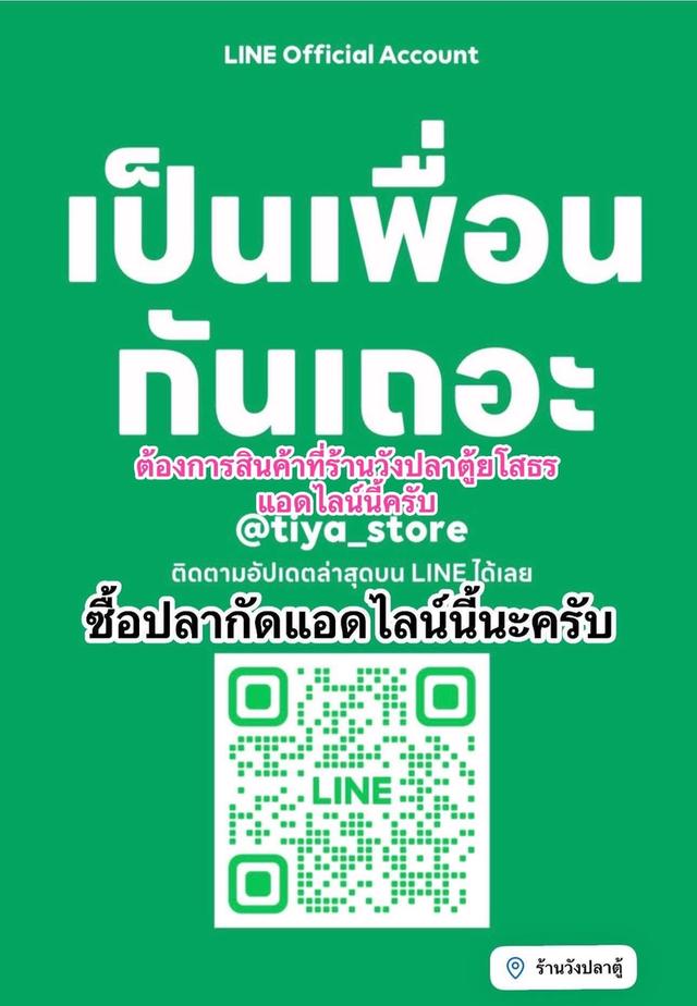 ปลากีด ซื้อ1แถมฟรี1ตัว รูปที่ 7