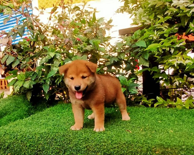 ลูกสุนัข ชิบะ อินุ เพศผู้