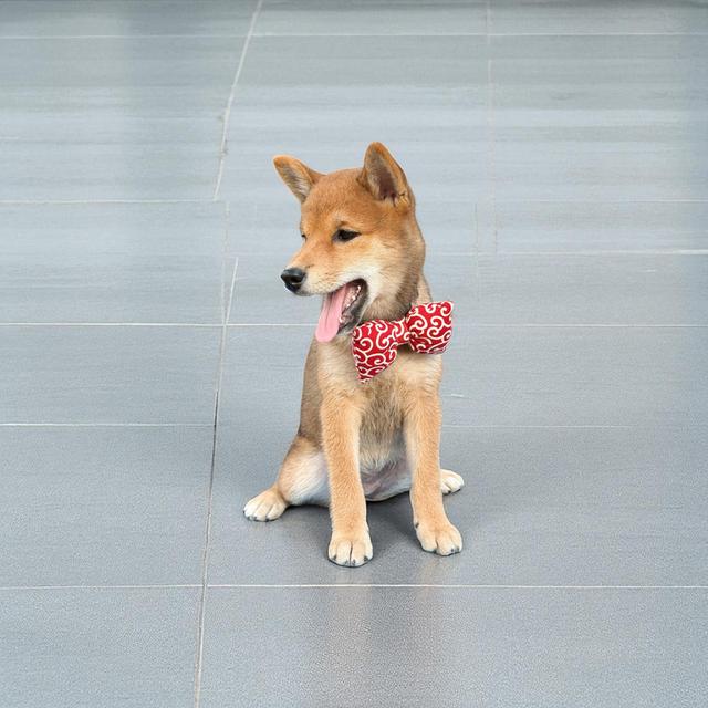 หมาชิบะอินุ (Shiba Inu) 4