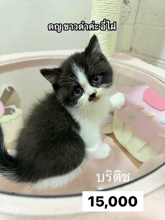 แมว รวมแร็กดอล บริติช ทันช์กิ้น สก๊อติช ลดประชากร พาราเบาทุกคน รูปที่ 6