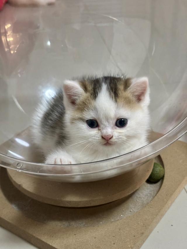 แมวบริติช British shorthair รูปที่ 4