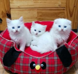 แมว scottish foldแมว scottish fold รูปที่ 2