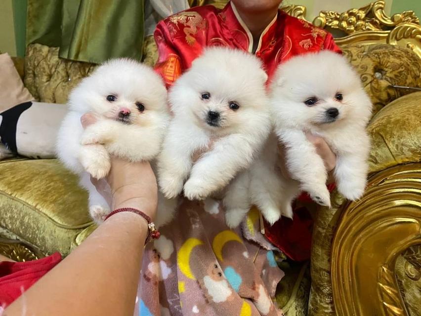 ลูกปอมแท้ อ้วนกลมหมี เตี้ยสั้น ขนแน่นฟูทรงสวย พร้อมย้ายบ้านค่ะ 6