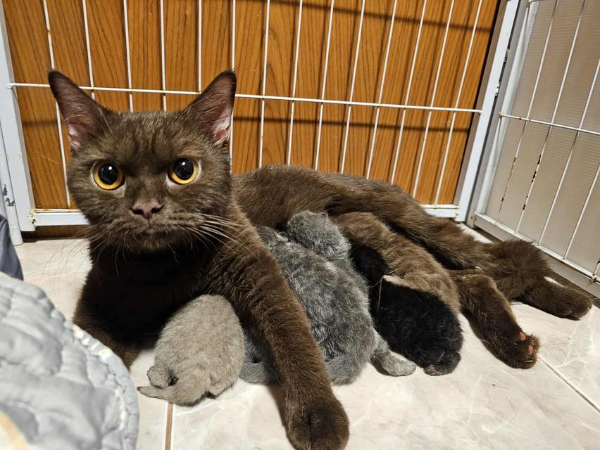 หนุ่มน้อย บริติชช๊อตแฮร์ อายุ3เดือน