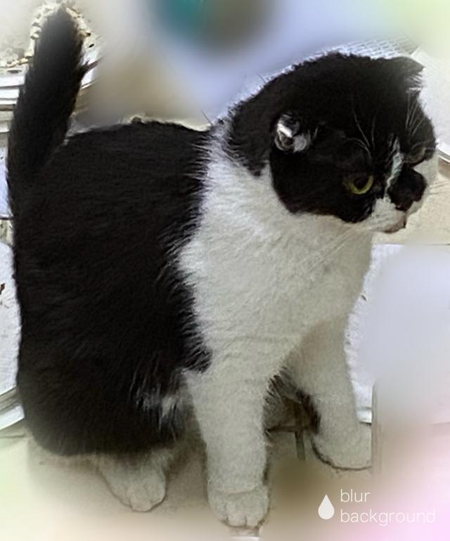 แมวพันธุ์สก็อตติช 3