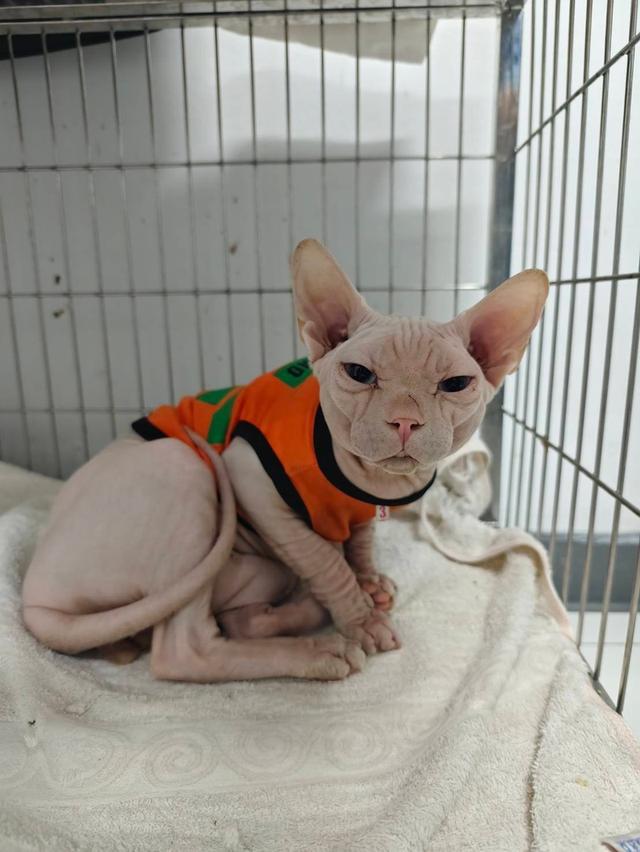 แมวสฟิ้งซ์ อายุ1ปี ยังไม่ทำหมัน