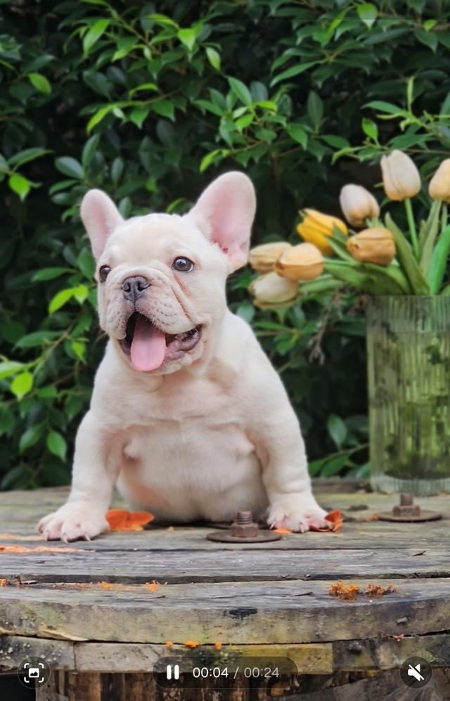 ขายสัตว์เลี้ยง 2