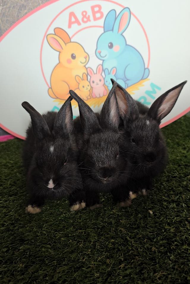 กระต่ายมินิเร็กซ์,ฮอลแลนด์ลอป,นิวซีแลนด์ไวท์ 10