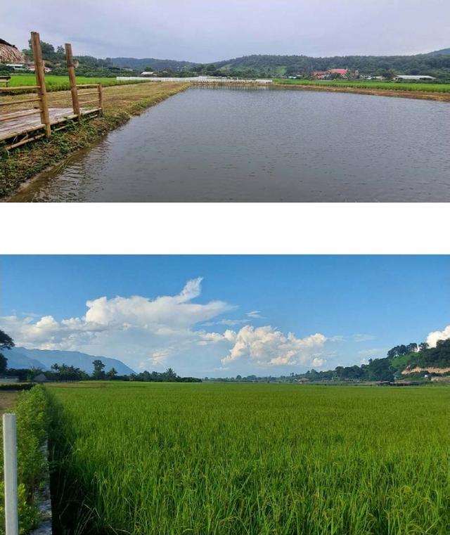 ขายที่ดินอ.เชียงดาว​ จ.เชียงใหม่ 12