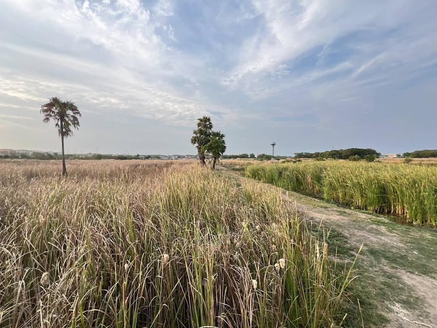 ที่ดินทำเลศักยภาพ บริเวณด้านหลัง เซ็นทรัล นครปฐม อำเภอเมืองนครปฐม ตำบลนครปฐม จังหวัดนครปฐม 73000 7