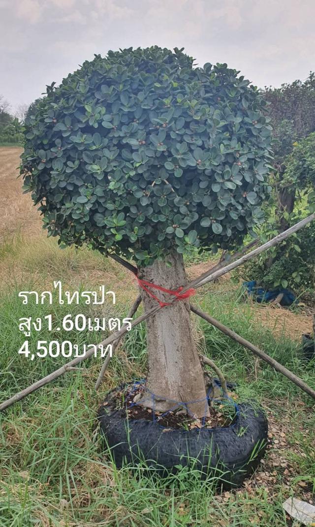 ไทรต่อยอดช้อนเงินช้อนทอง